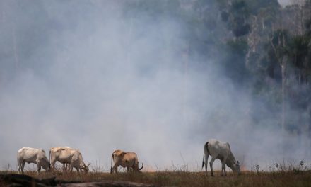 MT, AM e PA somam 60% das queimadas de agosto; Pantanal é bioma mais afetado