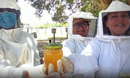 Produtores rurais de Terra Santa (PA) transformam mel em renda e movimentam a economia
