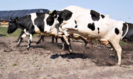 Dinamarca será o primeiro país a tributar emissão de gases por vacas e porcos